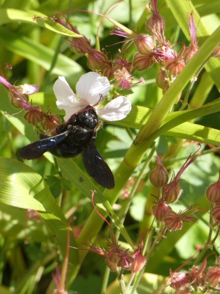 ABEILLE CHARPENTIERE. MÉLODIE LE GOFF